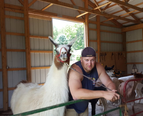 llama on shearing day hard to catch!